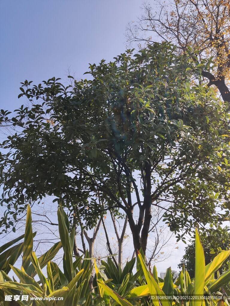 阳光下的绿树与植物