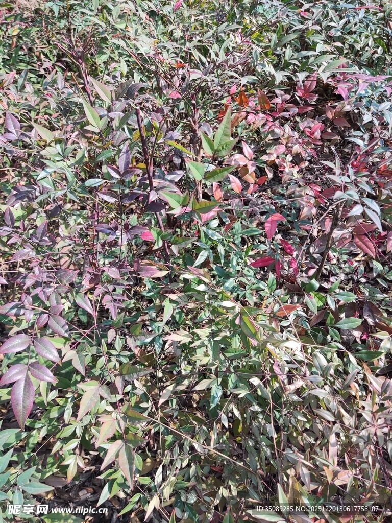 地面散落的多彩植物枝叶