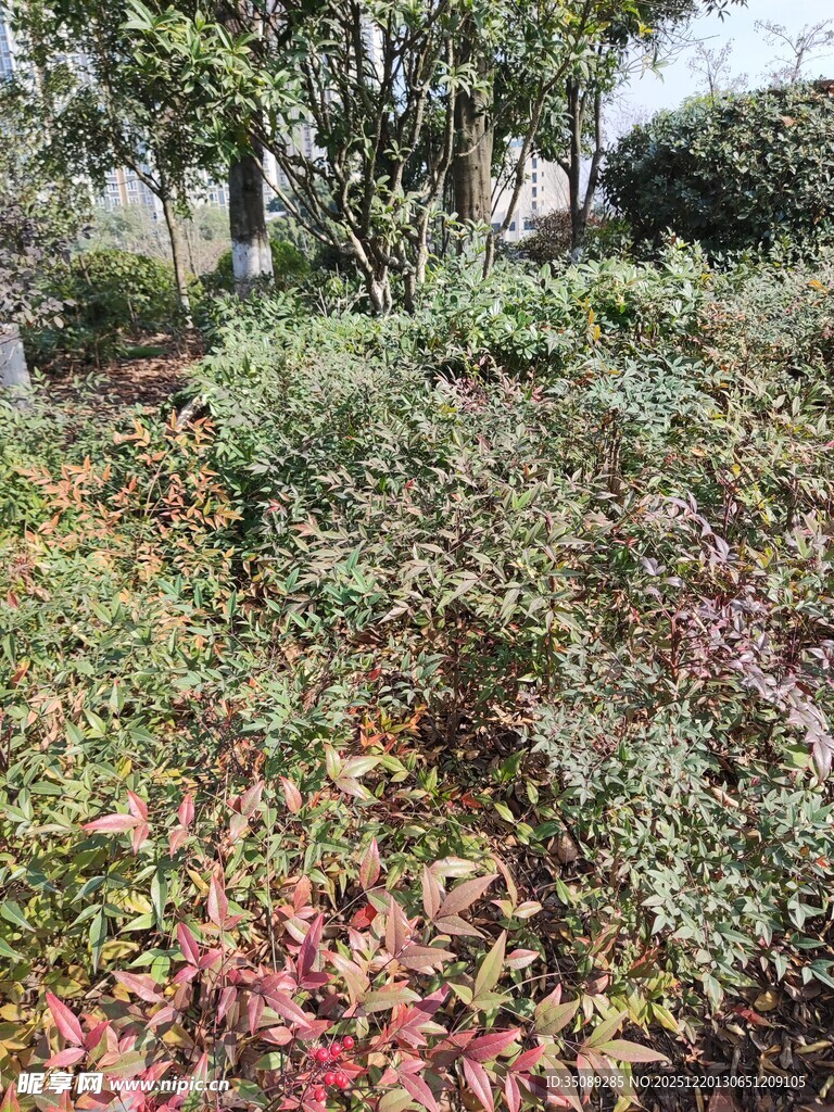 秋日多彩植物景观