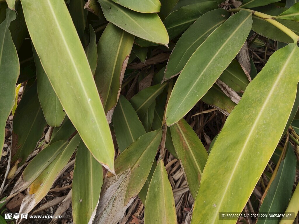 翠绿修长叶片植物特写
