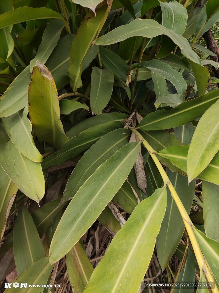 翠绿修长叶片植物特写