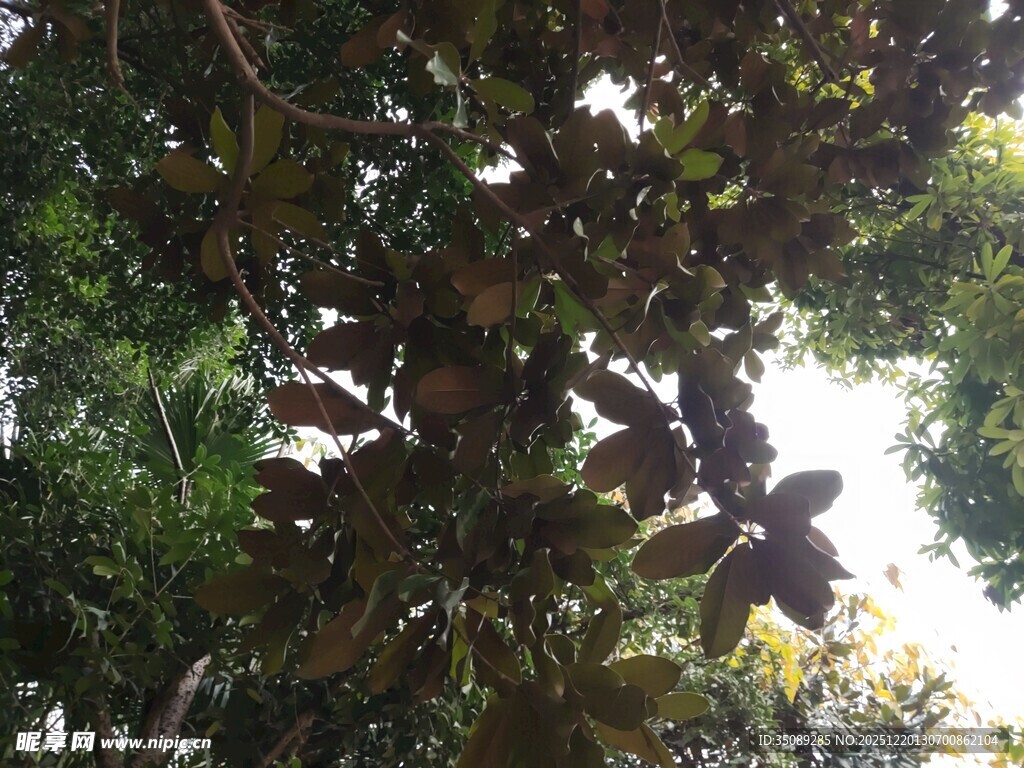 茂密枝叶下的光影世界