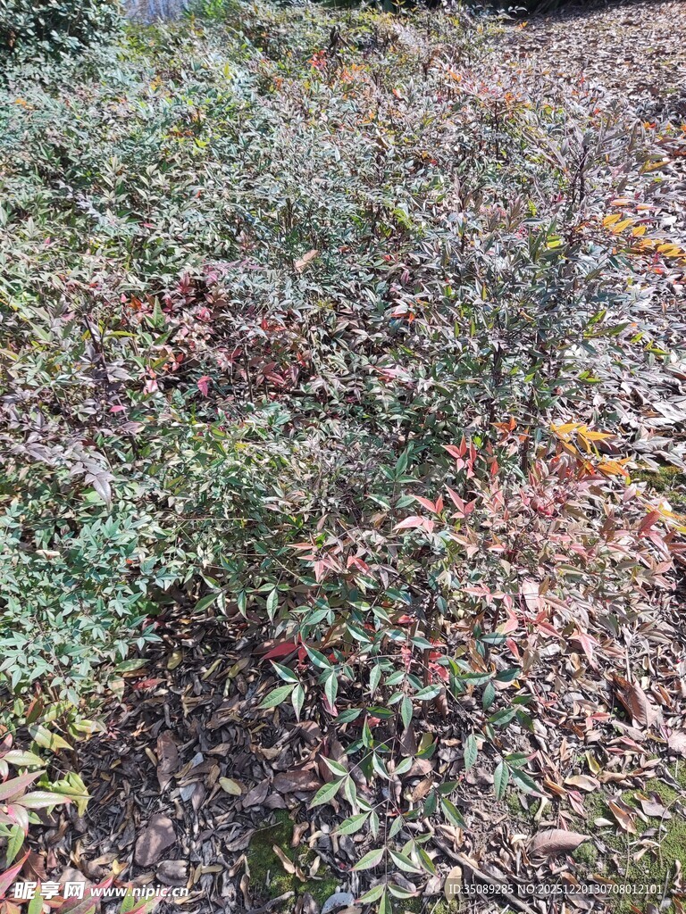 地面绿植与落叶景象