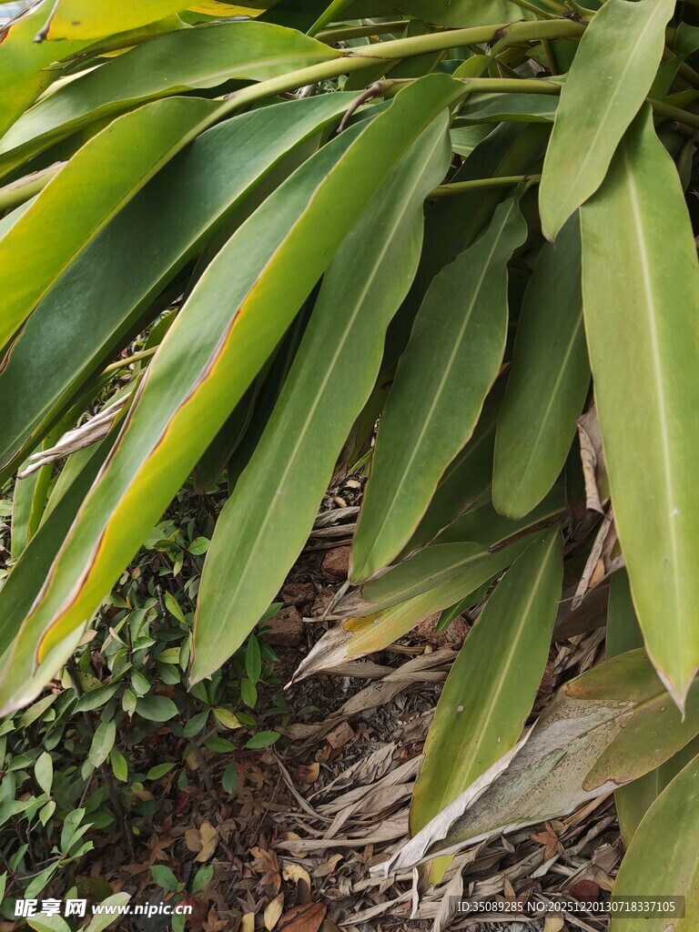 翠绿阔叶植物特写