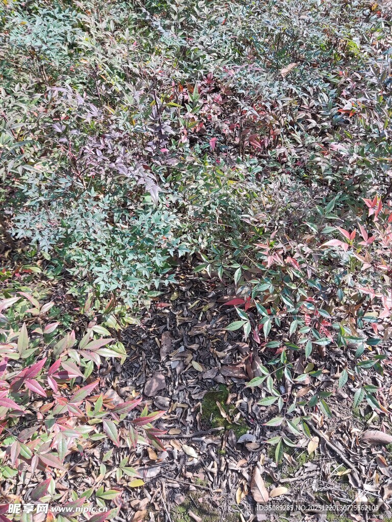 地面多彩植物景观