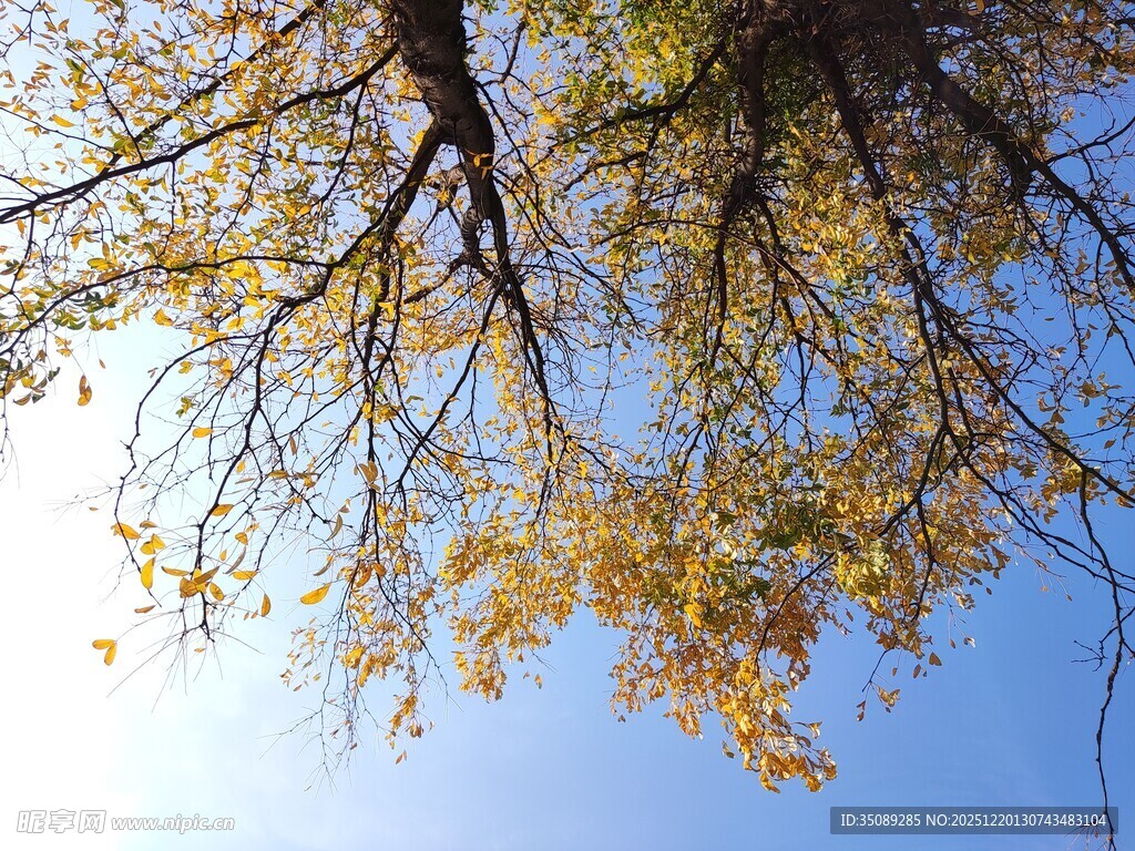 秋日树冠下的蓝天景致