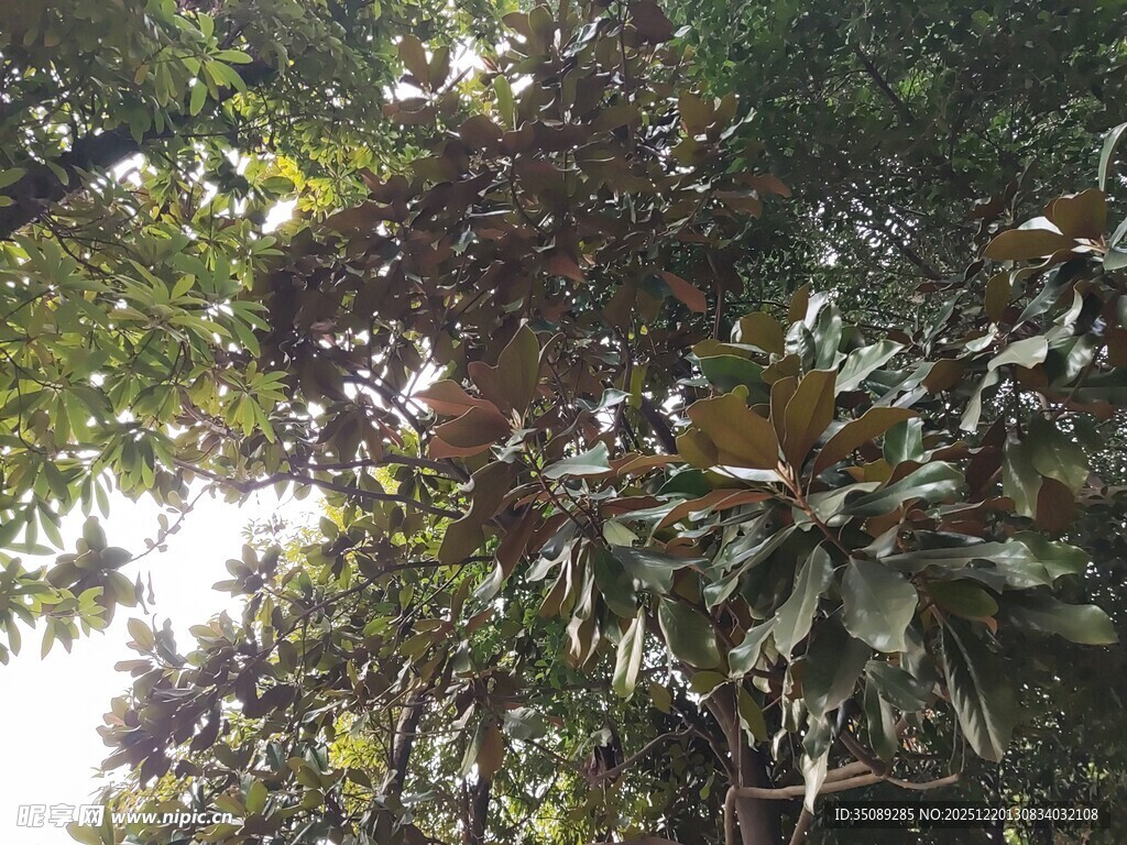 繁茂树林中的绿意景象