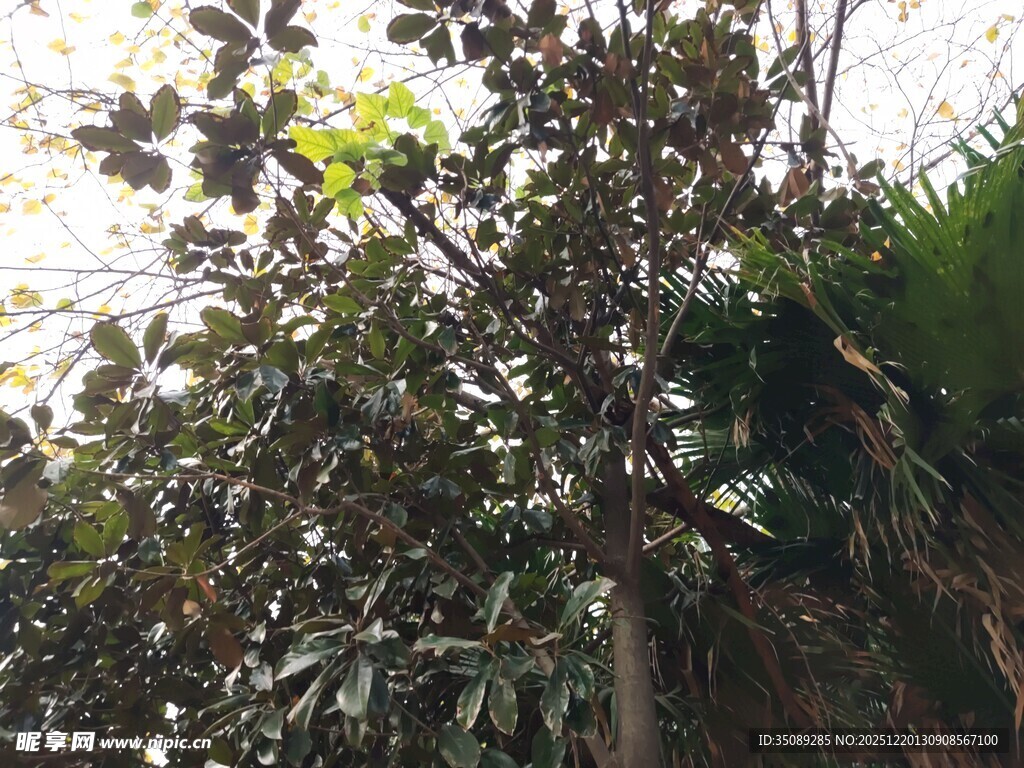 繁茂树木绿意盎然