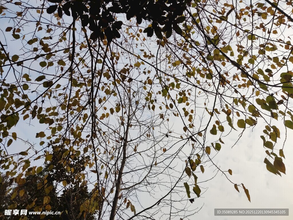 秋日树梢枝叶与天空