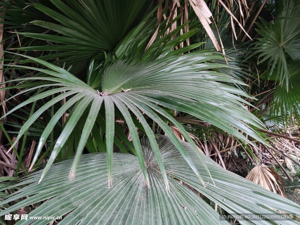 扇形棕榈叶特写