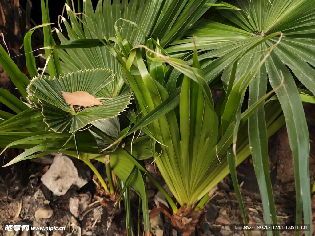 翠绿棕榈植物景观