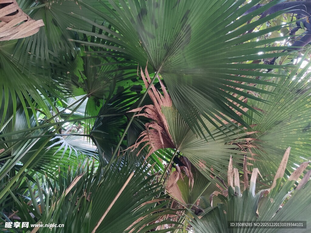 茂密热带植物景观