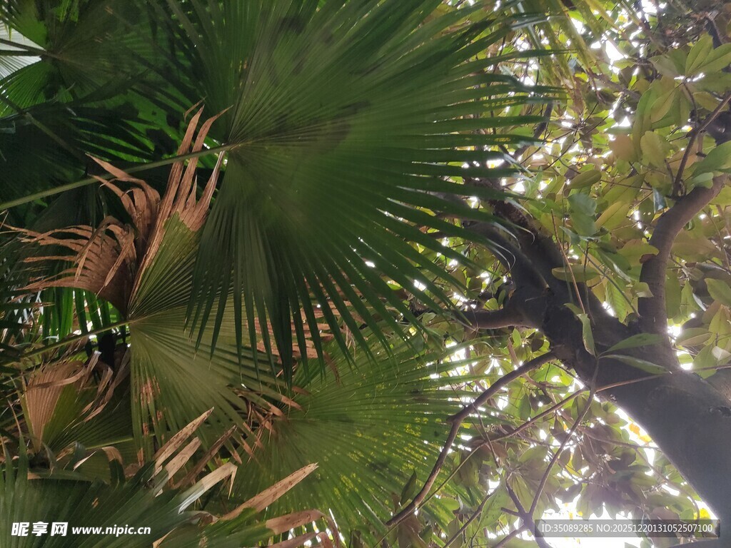 阳光下的棕榈树叶