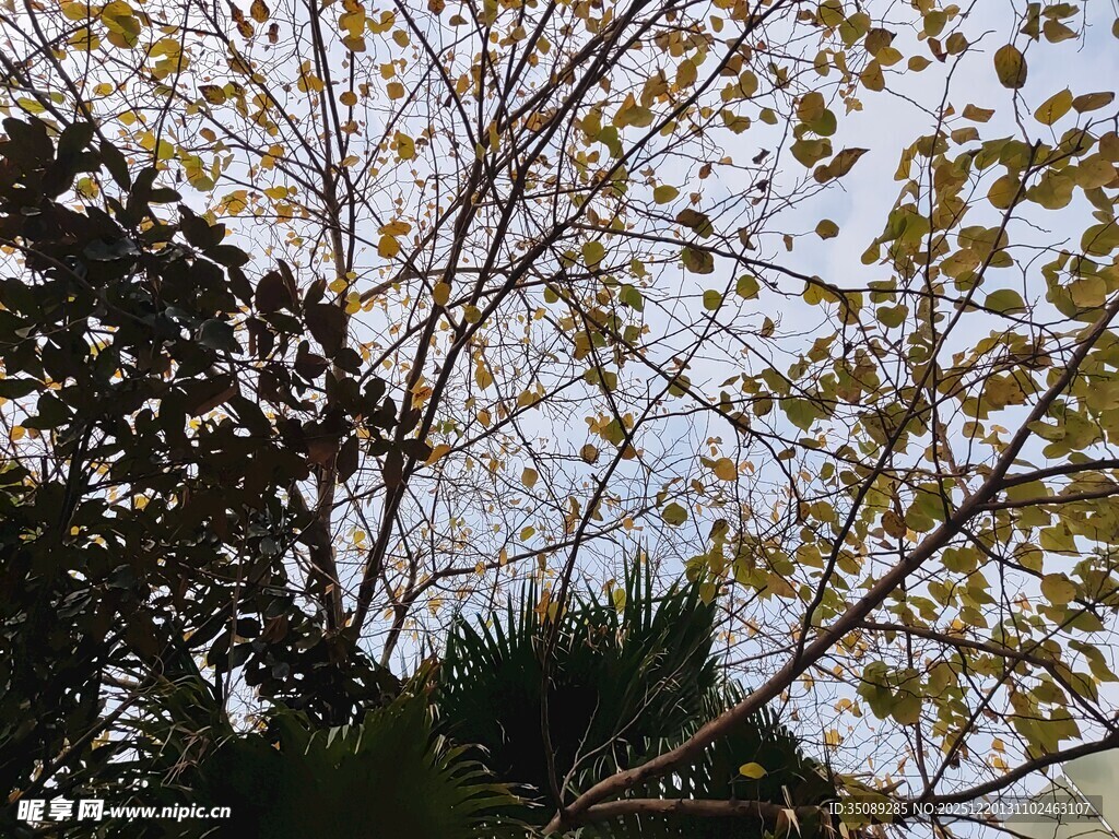 秋日树梢斑驳光影