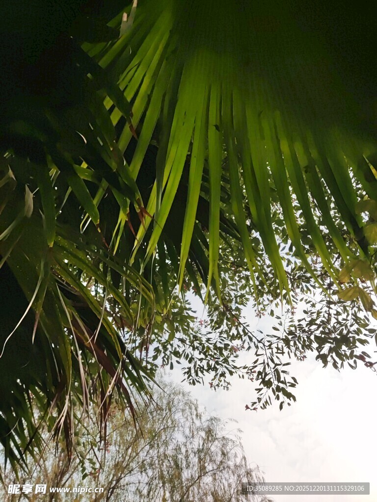 仰视下的翠绿棕榈叶景观
