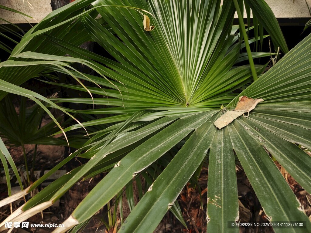 扇形绿叶植物特写