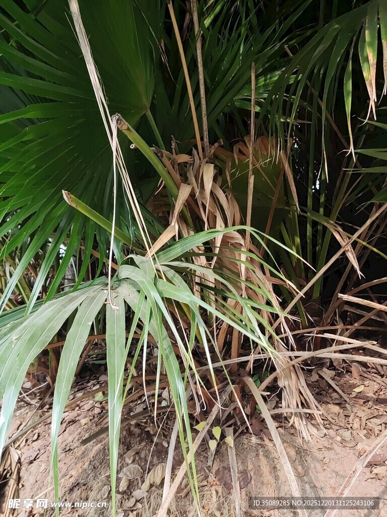 丛林中的翠绿植物