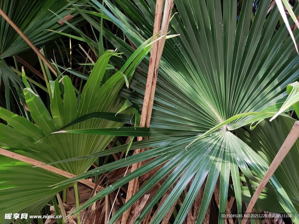 热带棕榈植物特写