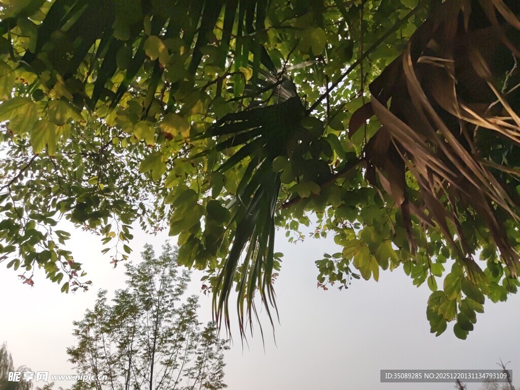 仰视繁茂绿植景观