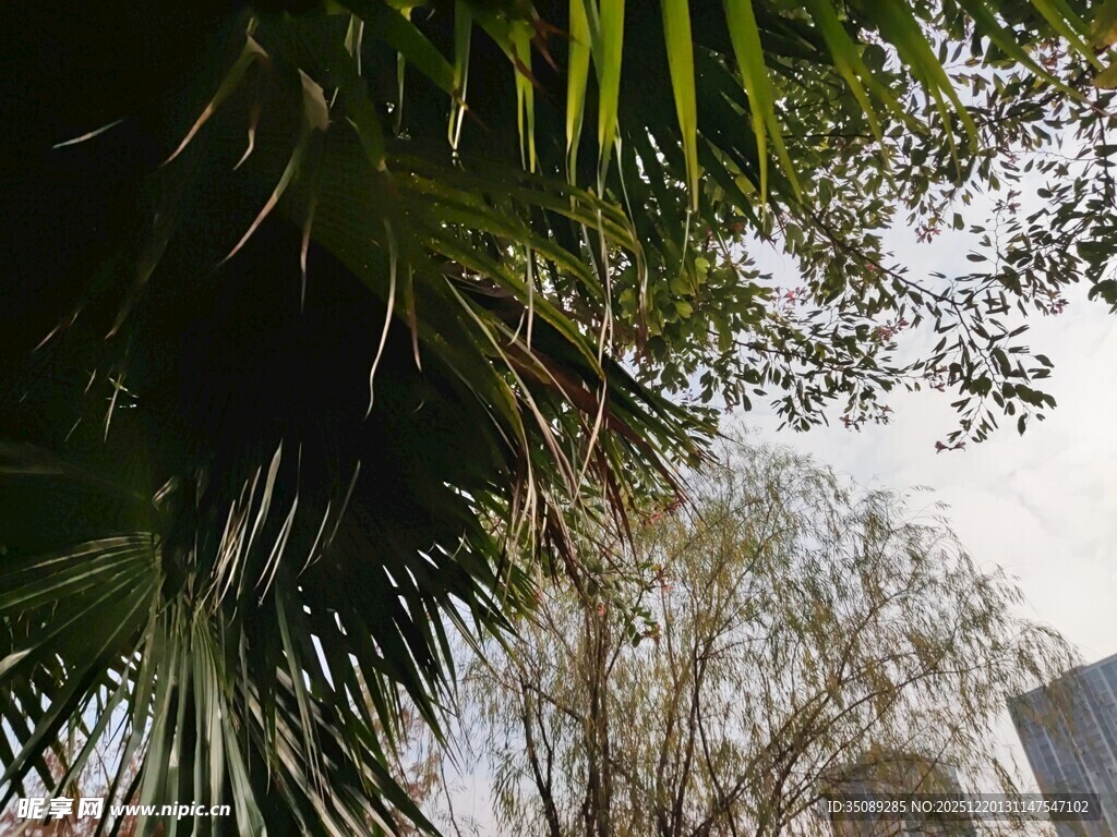 透过树叶望天空