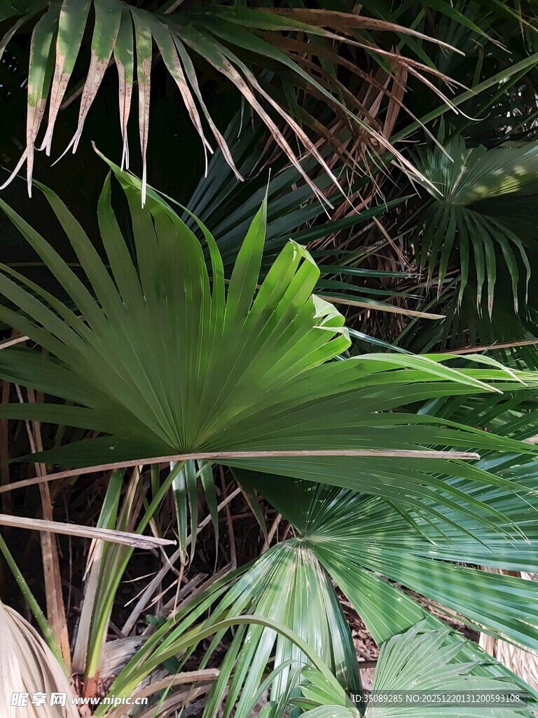 翠绿扇形棕榈叶特写