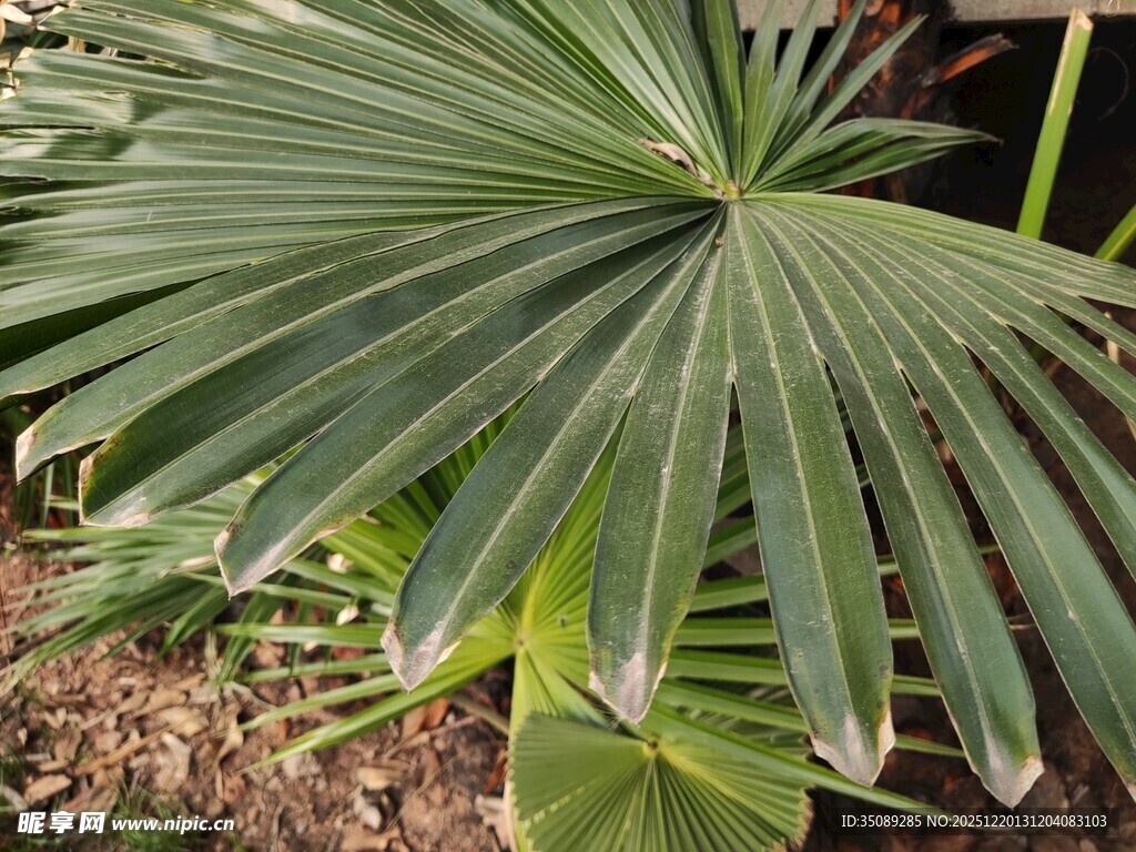 扇形绿叶的棕榈植物