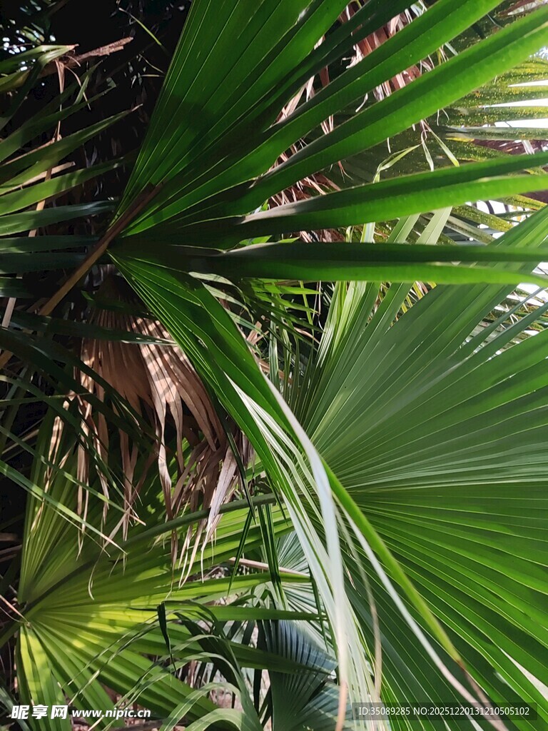 热带棕榈叶景观
