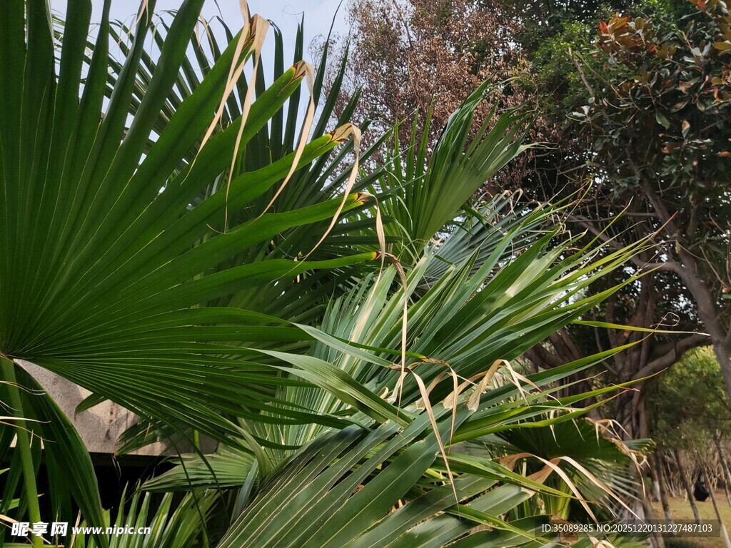 翠绿棕榈叶尽显自然生机