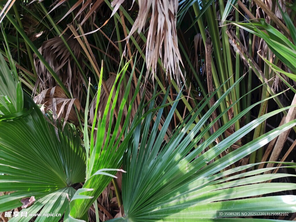 翠绿棕榈叶自然清新景致