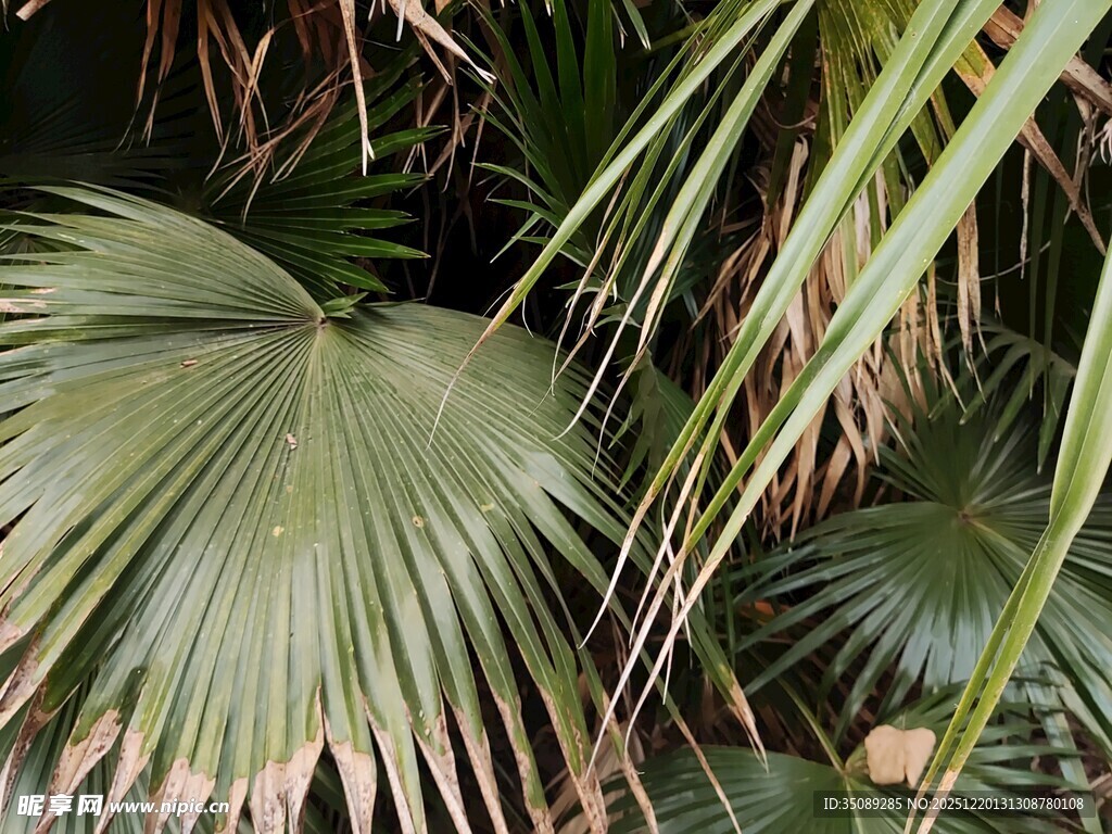 翠绿蒲葵叶片特写