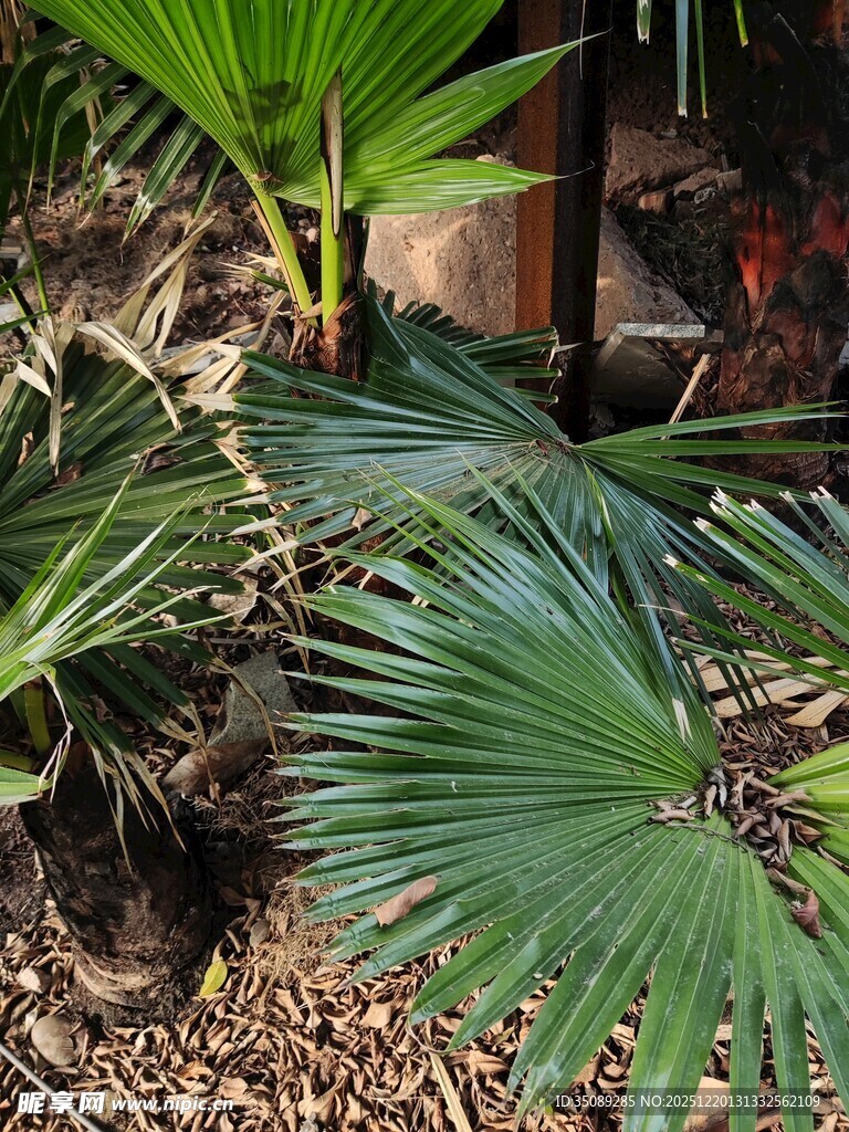 庭院中的扇形叶片植物