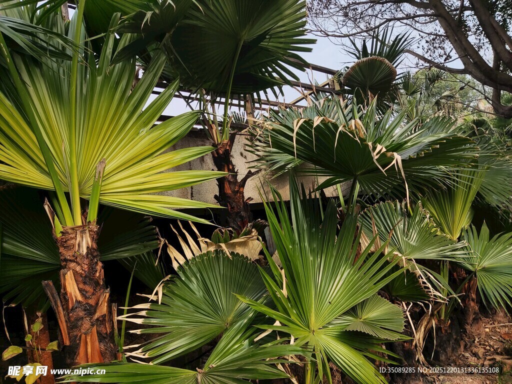 热带棕榈植物景观