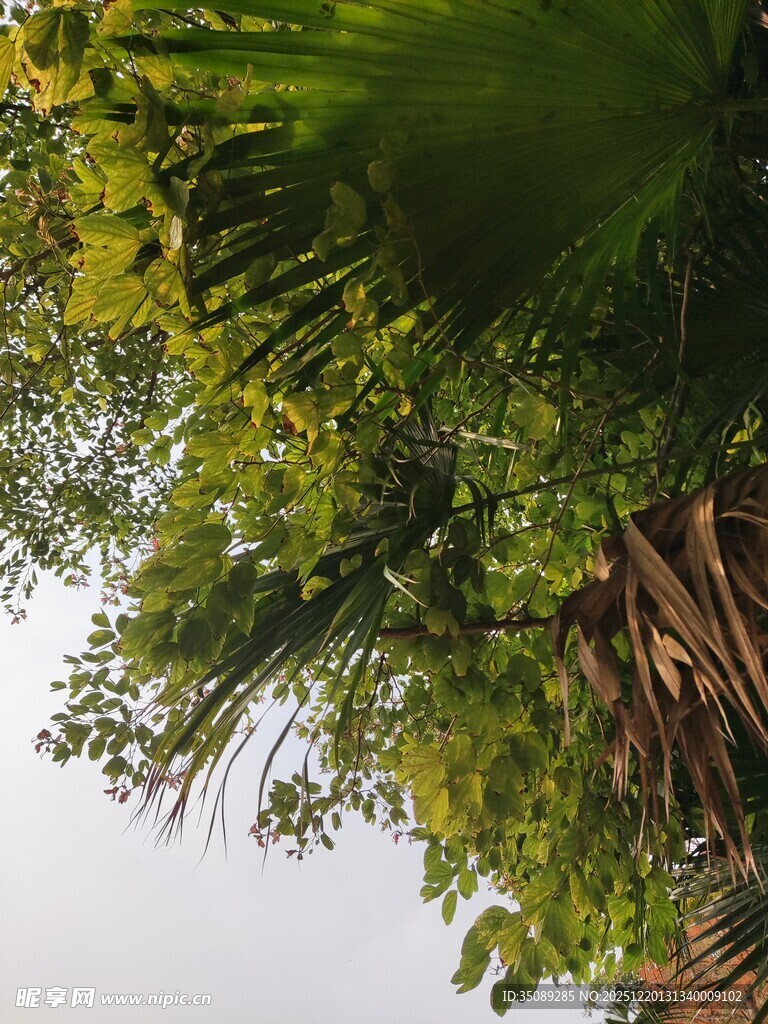 仰视繁茂绿植景观