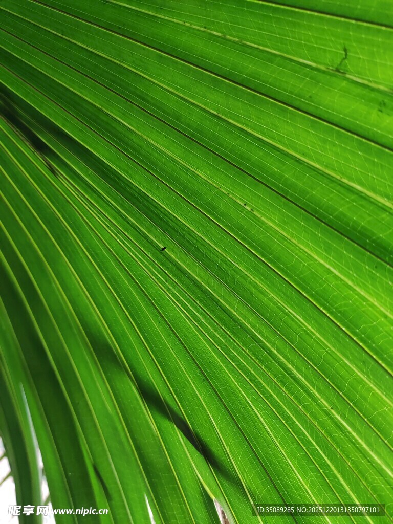 翠绿舒展的扇形叶片
