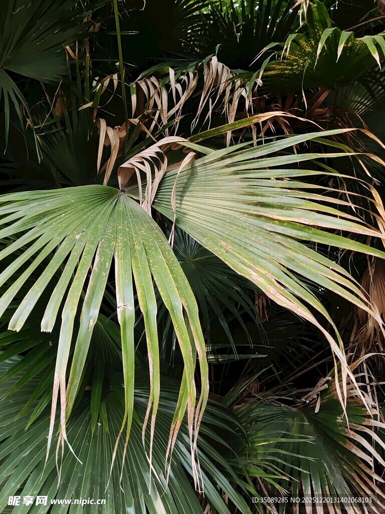 舒展的扇形棕榈叶