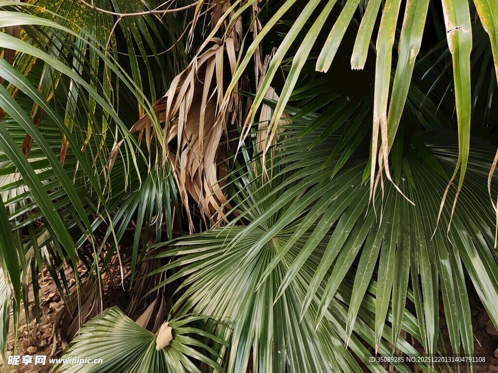 翠绿棕榈叶自然生机
