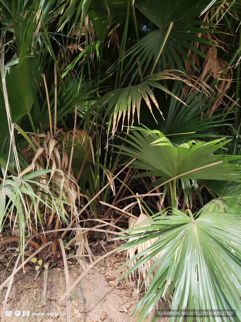 户外翠绿的扇形叶片植物