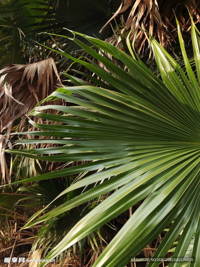 翠绿棕叶交织的自然景致
