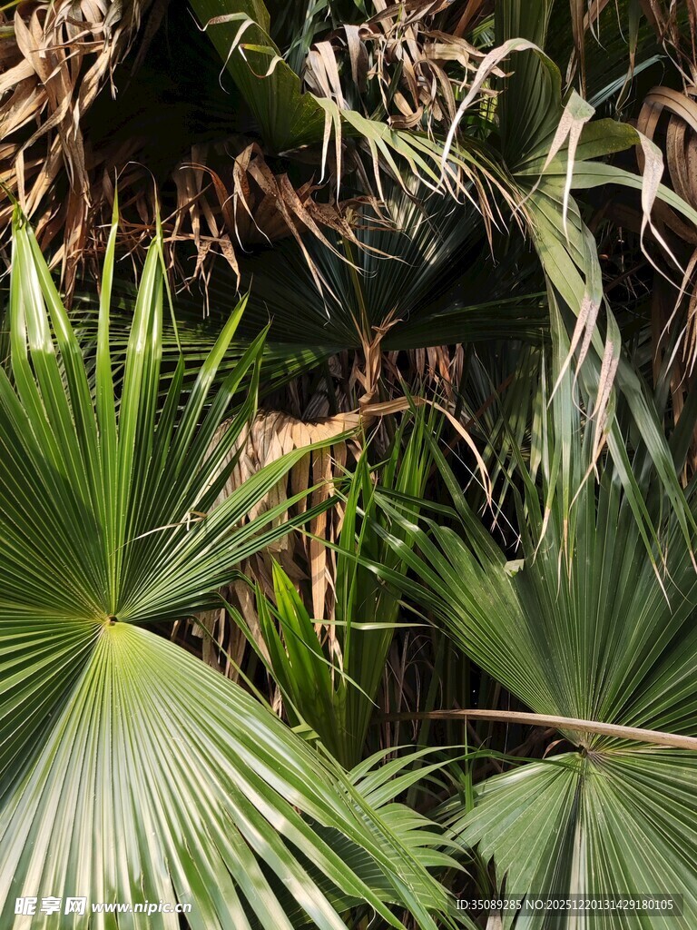翠绿棕榈叶的自然景致