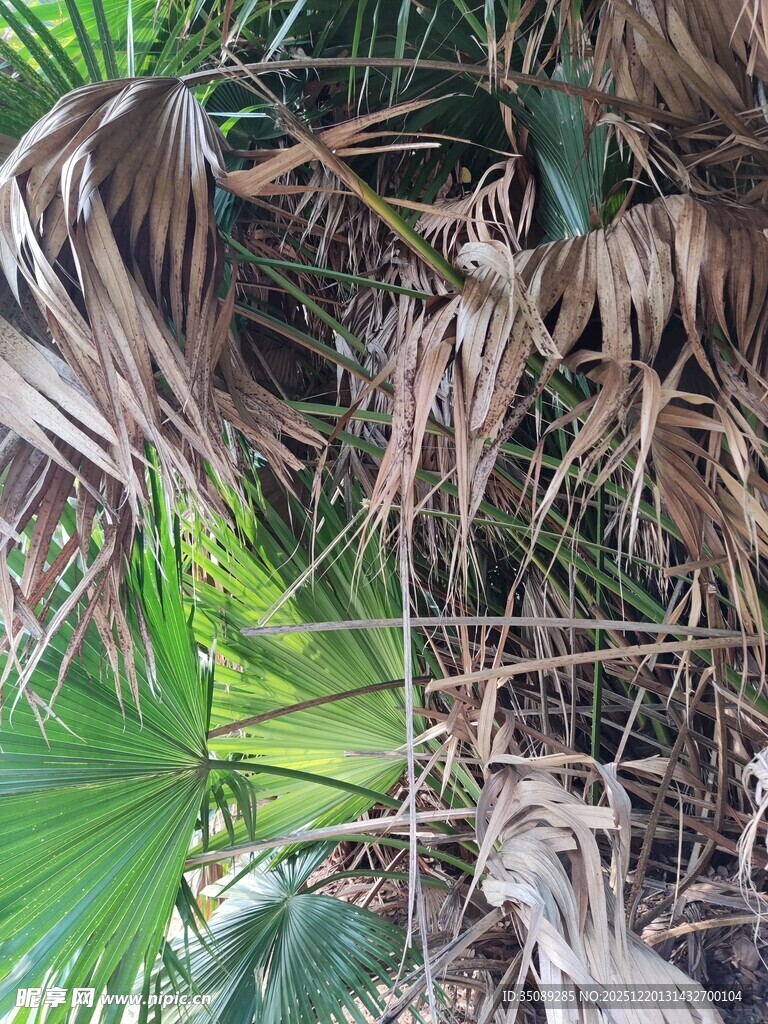 枯叶间的翠绿叶片