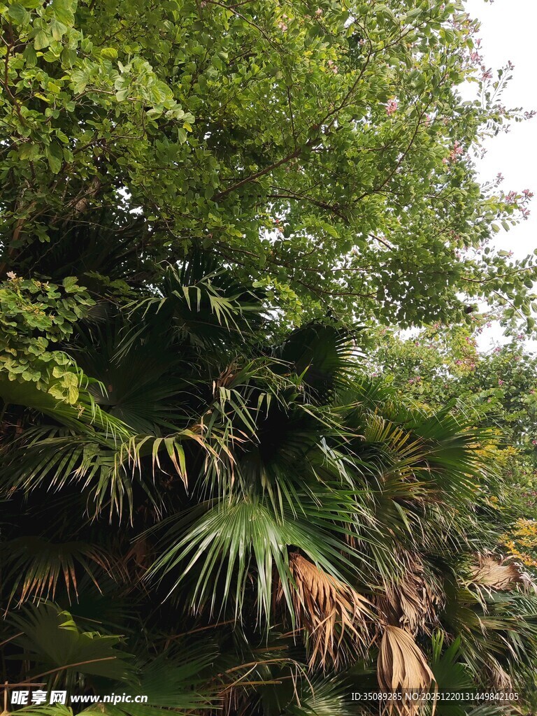 繁茂绿植营造自然美景