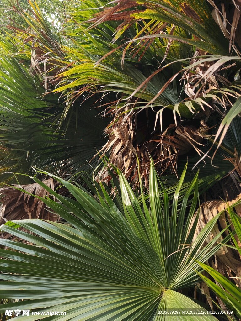 热带棕榈植物景观