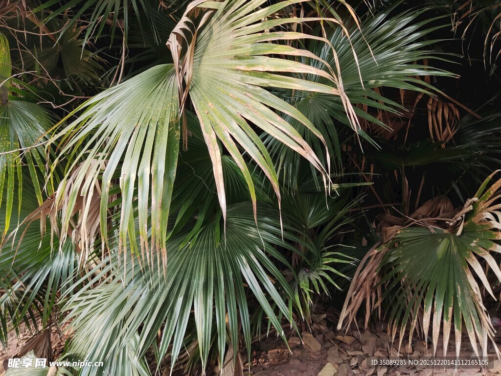 翠绿扇形棕榈叶植物景观