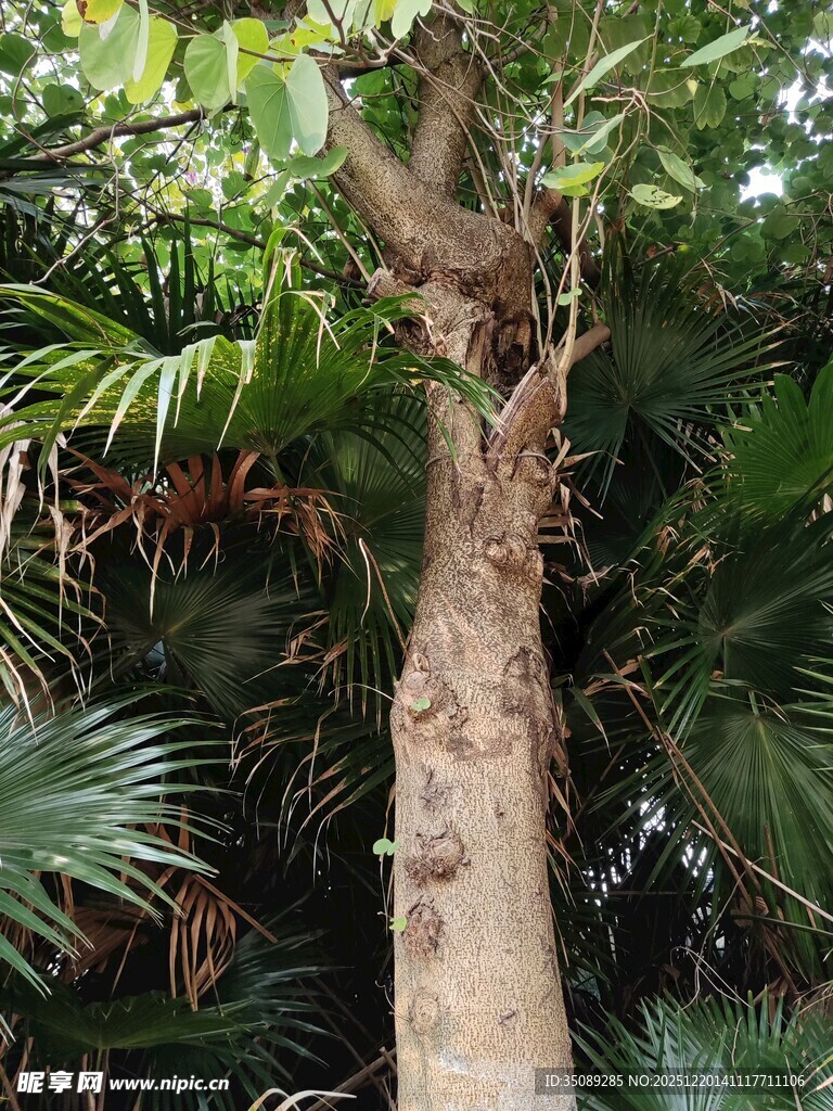 奇特树干的热带植物景观