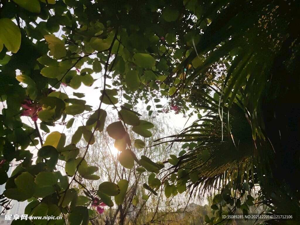 透过枝叶看户外景象