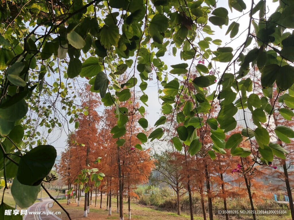 林间红叶与绿叶交织美景