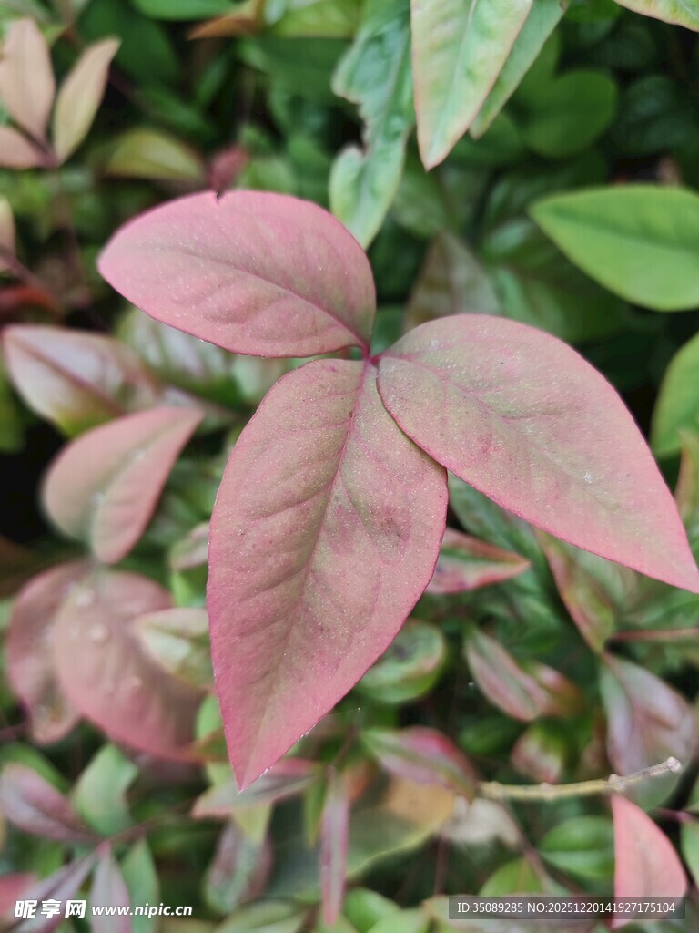 粉色叶片植物特写