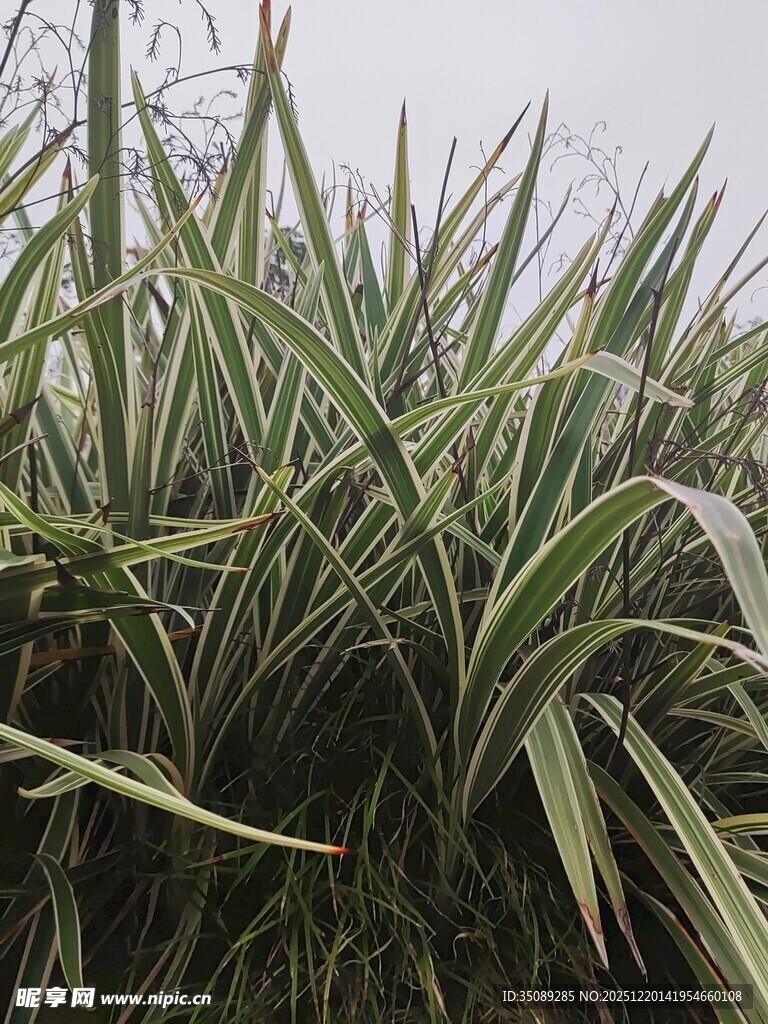 茂盛的剑麻植物景观