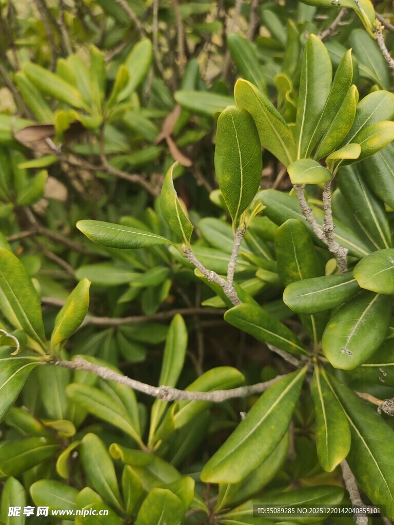 翠绿枝叶植物特写