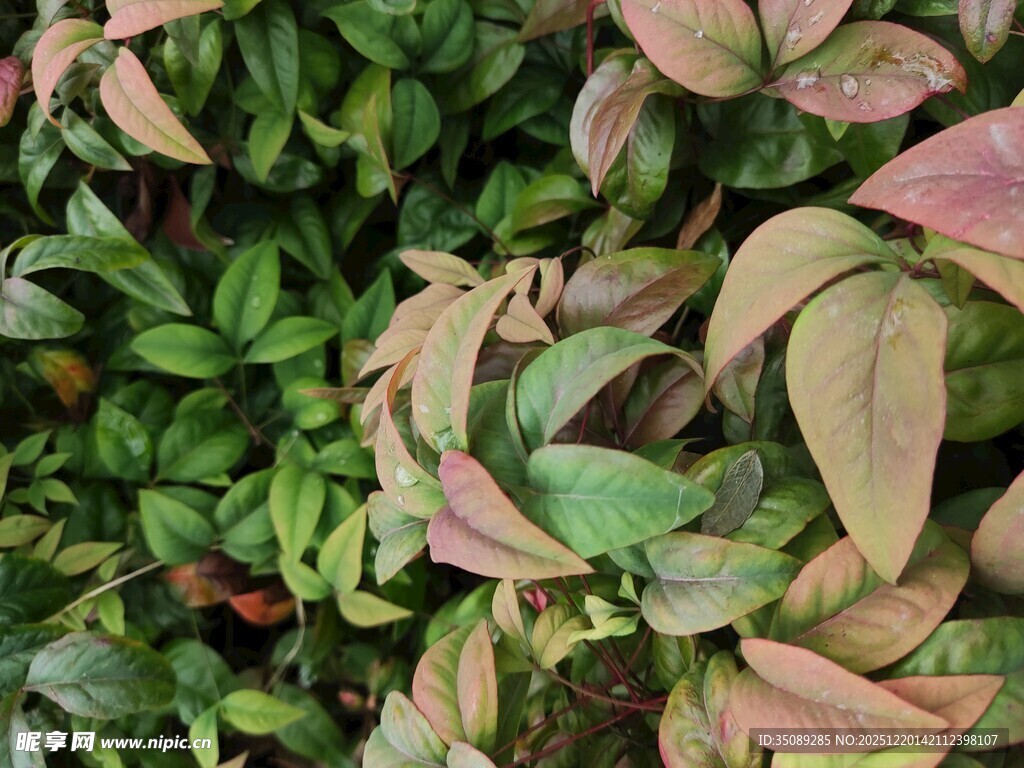 多彩叶片植物特写